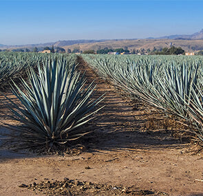 TEQUILA AND MEZCAL